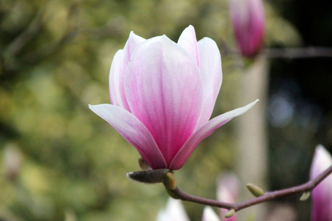 Magnolia wymaga regularnego przycinania