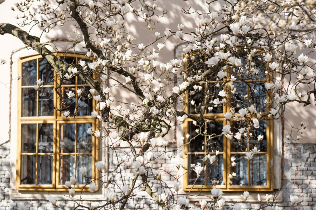Magnolia kwitnie już wczesną wiosną
