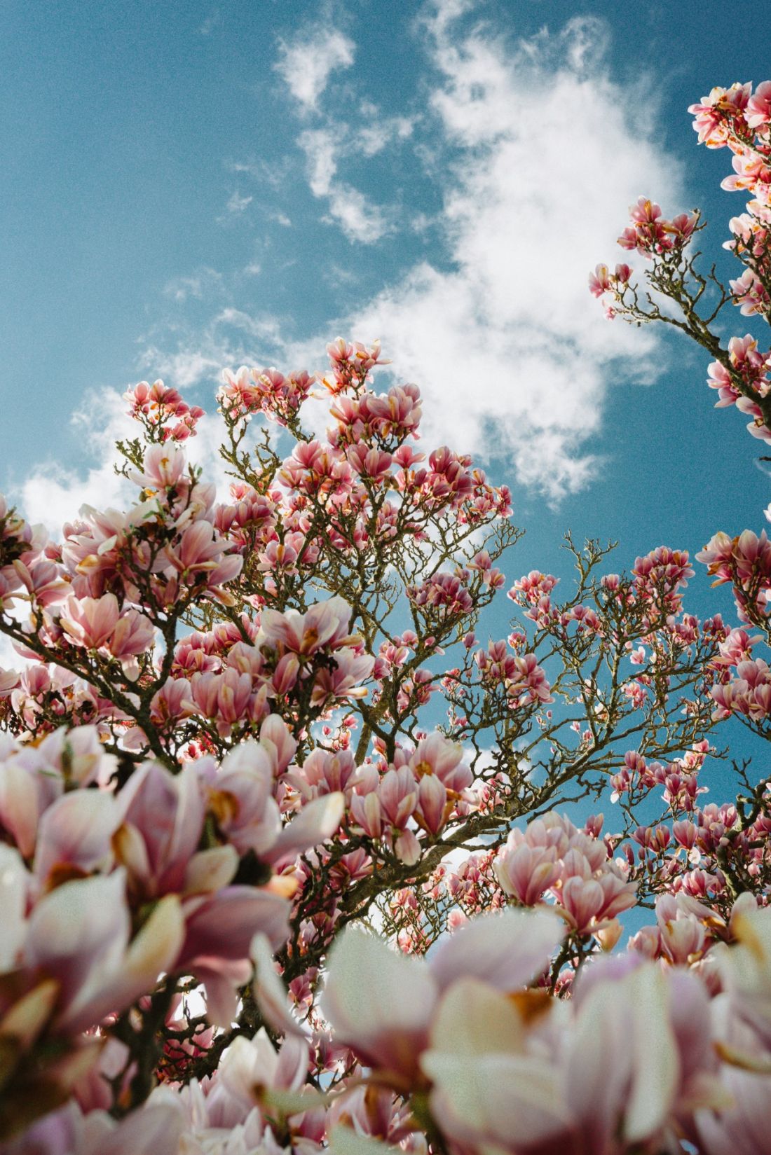 Odpowiednie nawożenie wspomoże intensywny wzrost i obfite kwitnienie magnolii