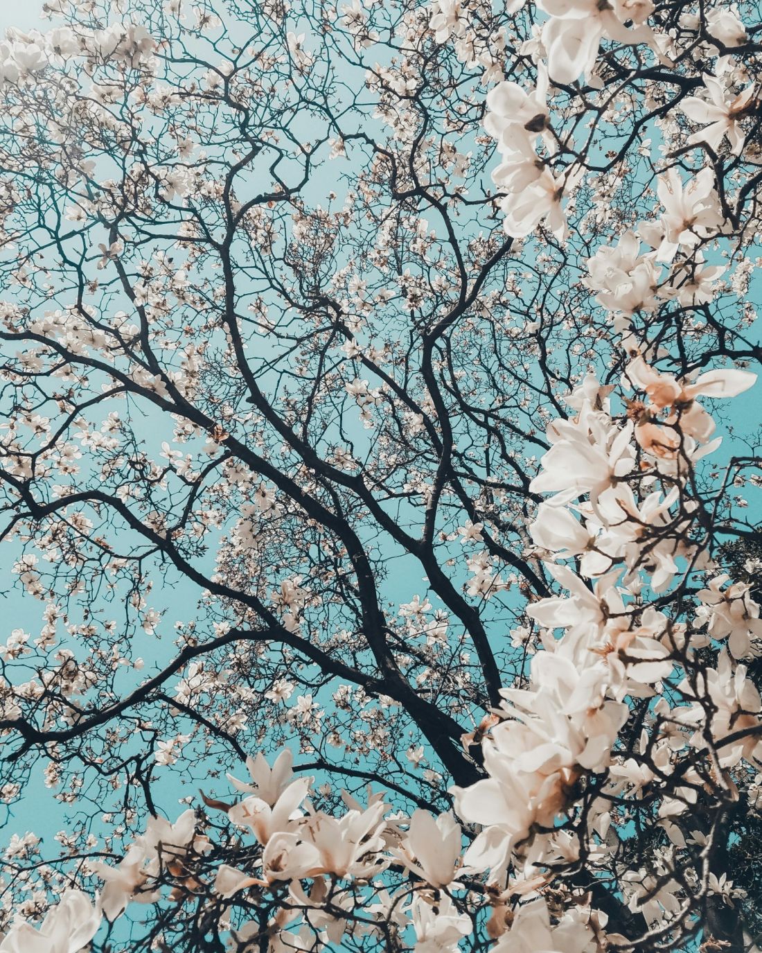 Magnolia bardzo źle znosi przesadzanie, dlatego należy uważnie wybrać dla niej odpowiednie miejsce w ogrodzie