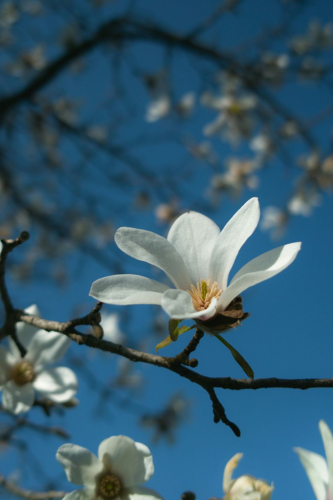  Magnolia to jedna z najpopularniejszych roślin w polskich ogrodach 