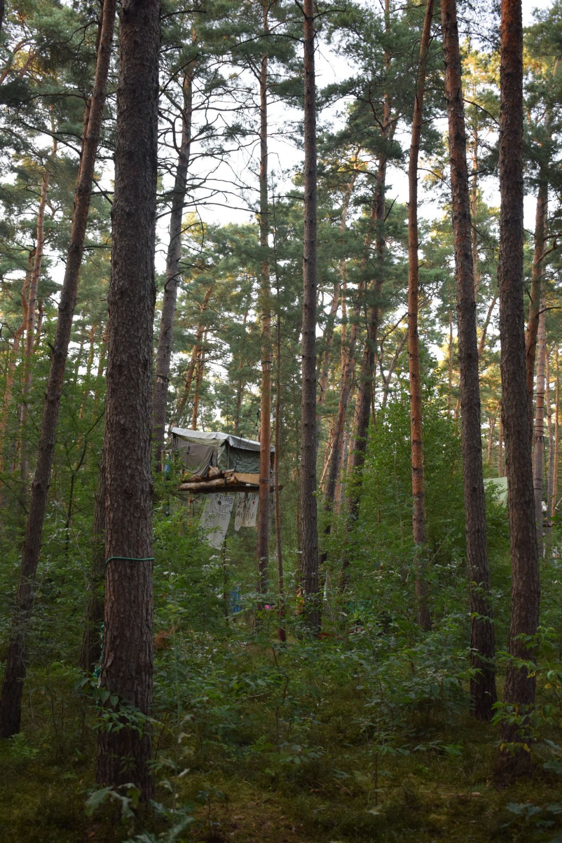 projekt „An Atlas of Forest Occupations” dotyczy leśnych okupacji jako przestrzeni oporu, troski i alternatywnej architektury
