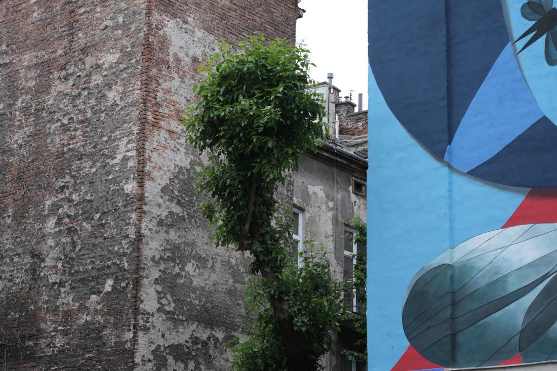 Przy ulicy Asnyka w Krakowie pojawił się nowy mural