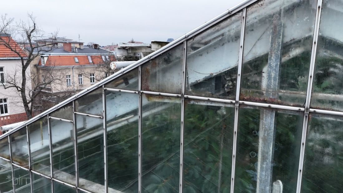 palmiarnia w poznańskim parku Wilsona