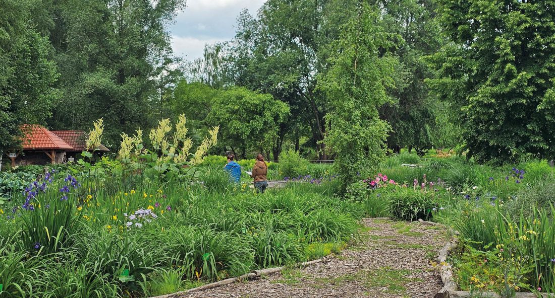 dokumentacja z prac terenowych z ćwiczeń rozbiórki terenów zieleni w Arboretum w Bolestraszycach