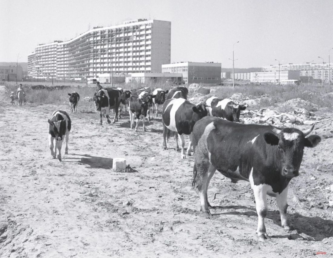 falowiec w 1974 r.