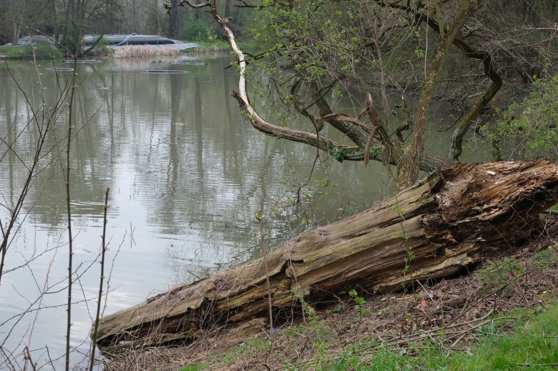 Staw przy ulicy Kaczeńcowej w Nowej Hucie