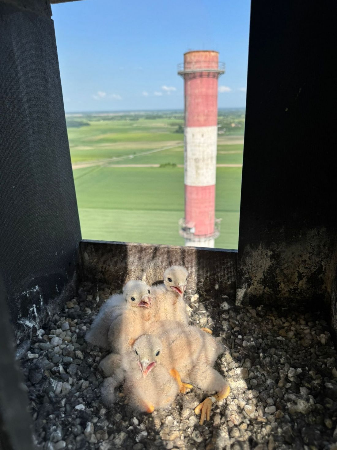 Gdy przemysł spotyka naturę – Zajrzyj do pustułek z zakładów Cemex