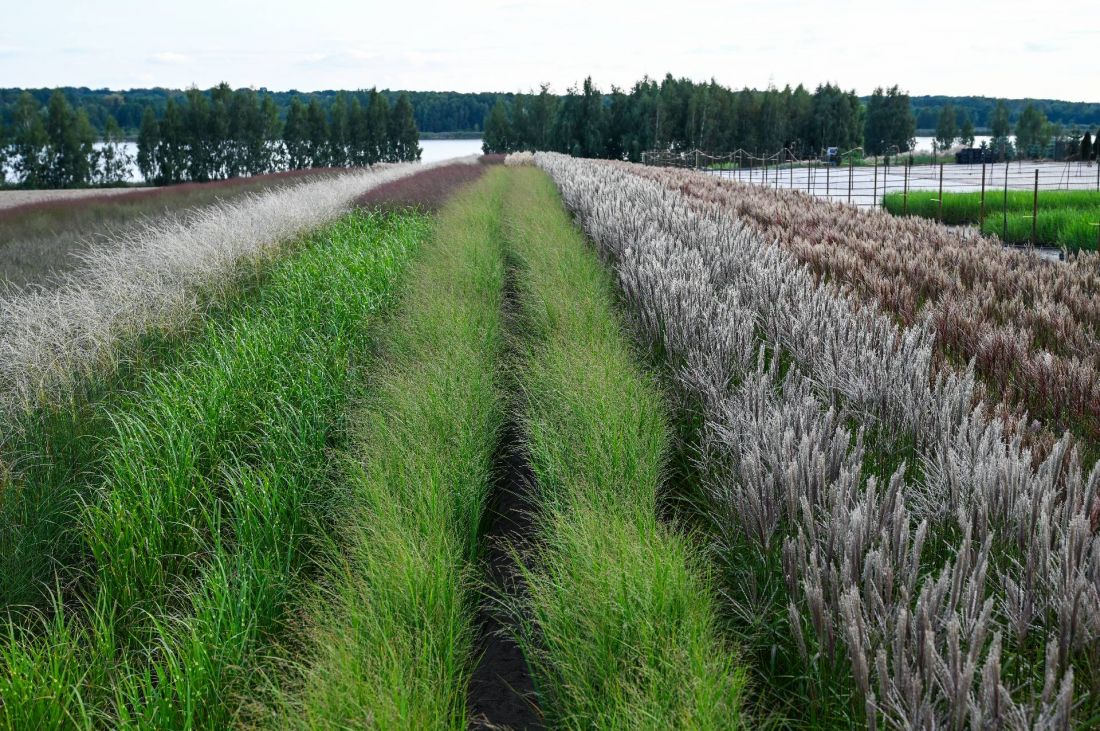 matecznik w szkółce — od lewej: Miscanthus sinensis Strictus, Panicum virgatum Northwind, Miscanthus sinensis Buraczok