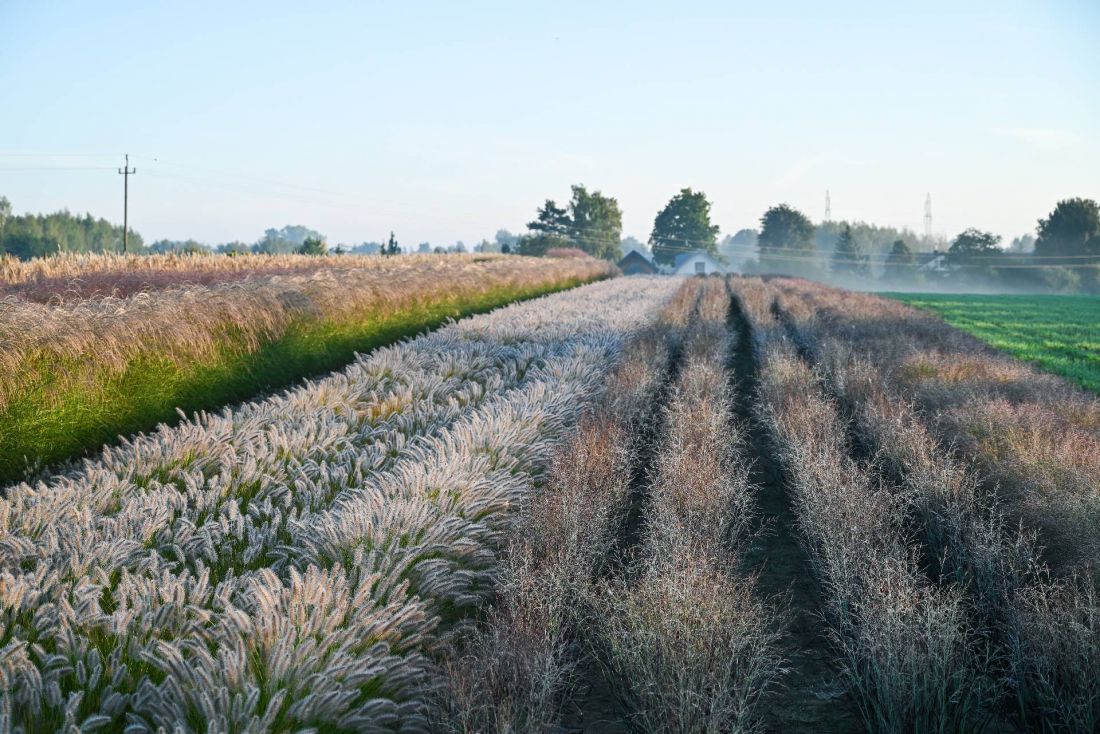 matecznik w szkółce — Pennisetum alopecuroides Hameln i Panicum virgatum Nosferatu PBR