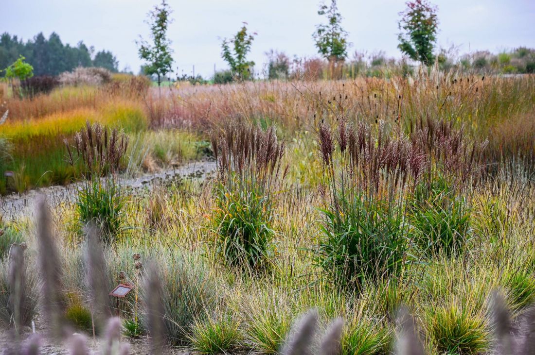 ogród pokazowy w październiku — Miscanthus sinensis Piccolo Rubino PBR i Sesleria autumnalis