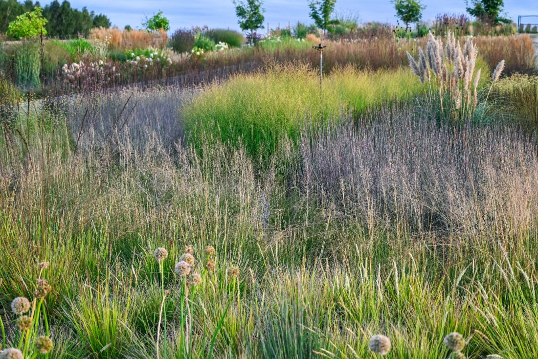 ogród pokazowy — Sesleria autumnalis, Sporobolus airoides i Panicum virgatum JS Buffalo Green PBR