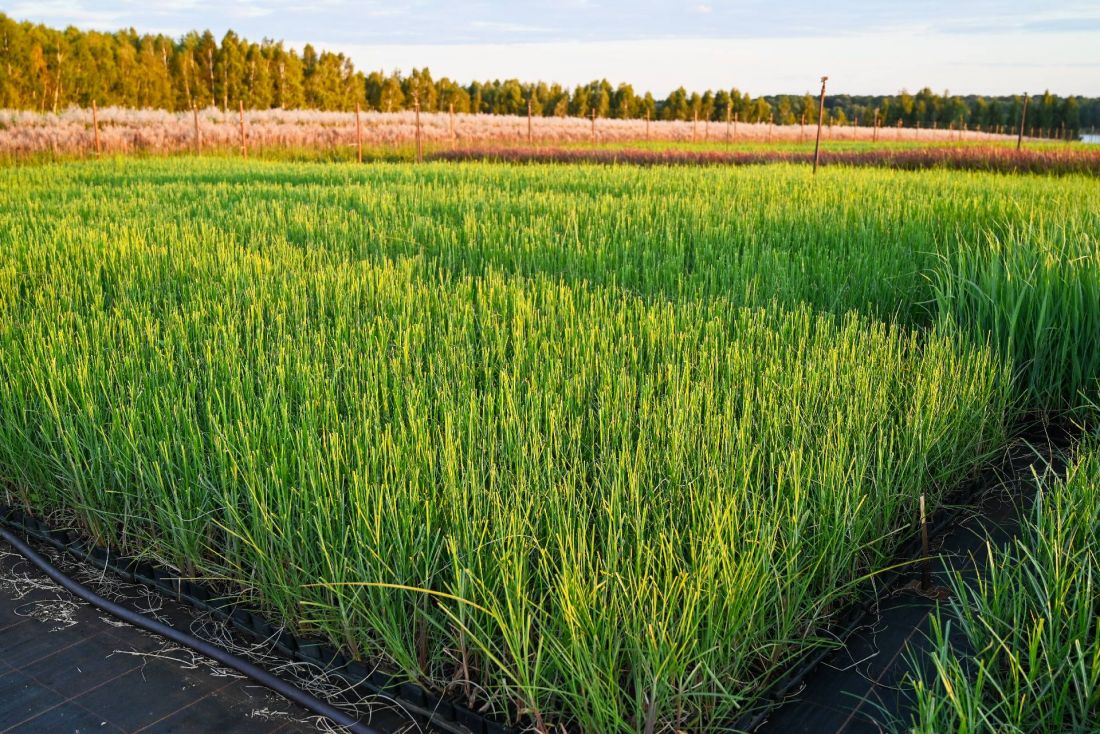szkółka — Miscanthus sinensis Milos w pojemniku P9