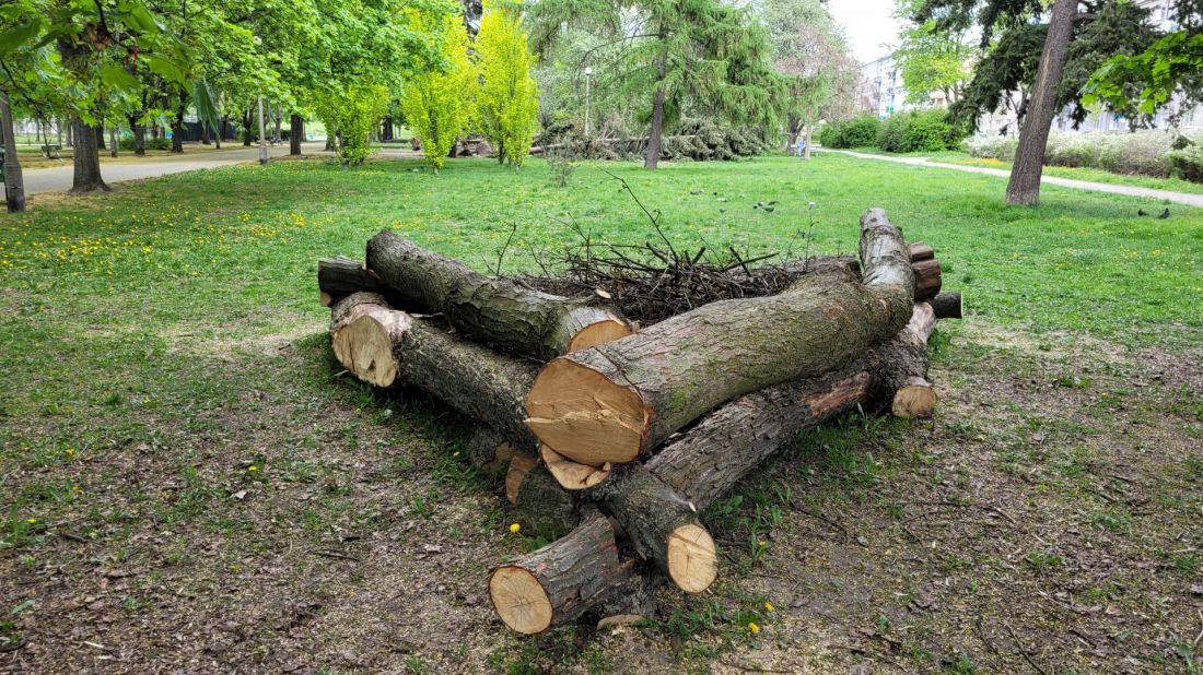 park Kasprowicza w Poznaniu; próchnowisko