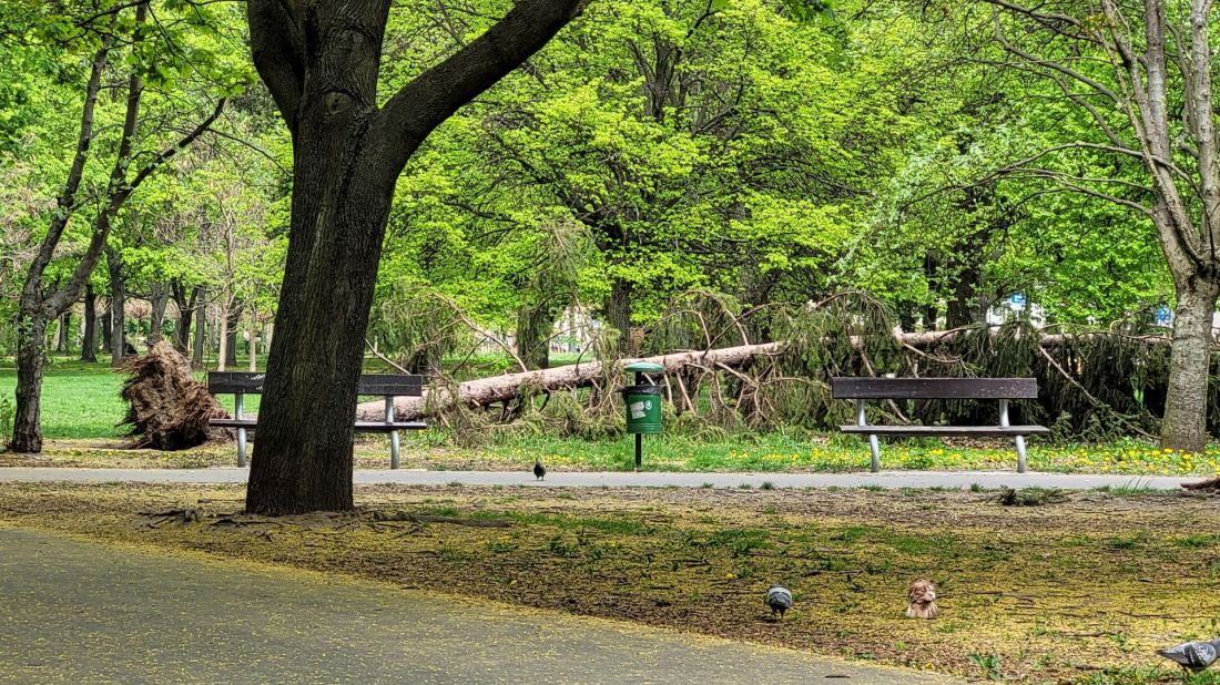 Park Kasprowicza, próchnowisko i powalone drzewo