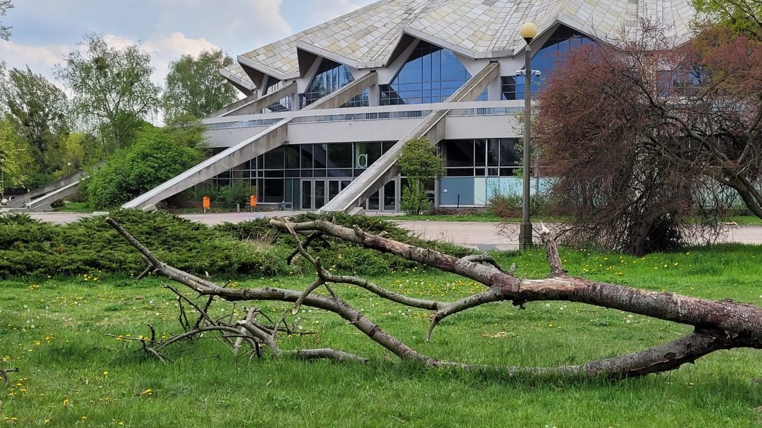 Park Kasprowicza, próchnowisko przy hali Arena
