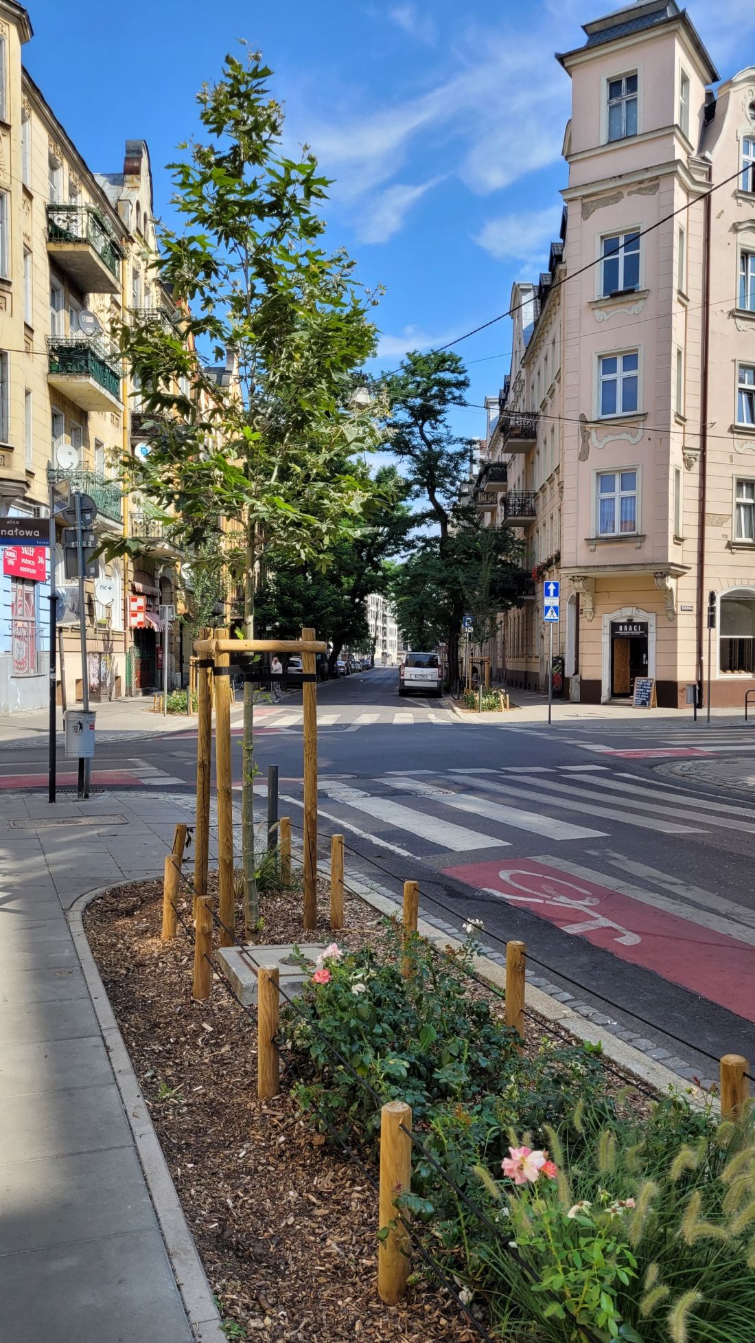 Nowa zieleń i drzewa na ul. Małeckiego, Poznań