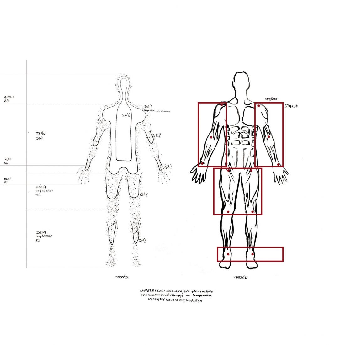 izotermy i mapa czucia głębokiego; ilustracja na podstawie schematów anatomicznych