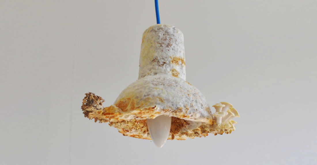 lampa wykonana z grzyba