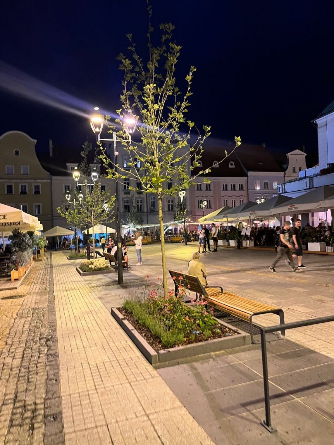 Dodatkowe zadrzewienia na rynku w Gliwicach