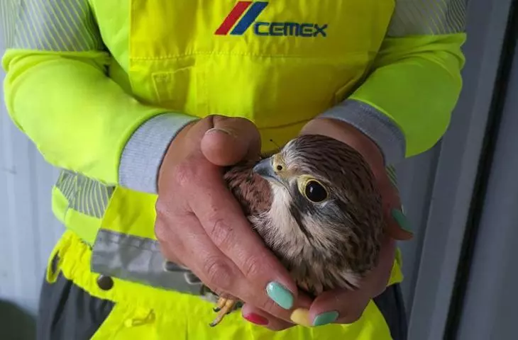 Kernels in CEMEX cement plants