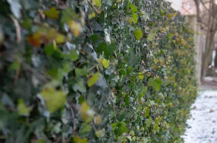 Lodz relies on green walls - how and when to use them?