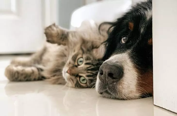 Pies i kot w domu - o czym pamiętać podczas aranżacji wnętrz?