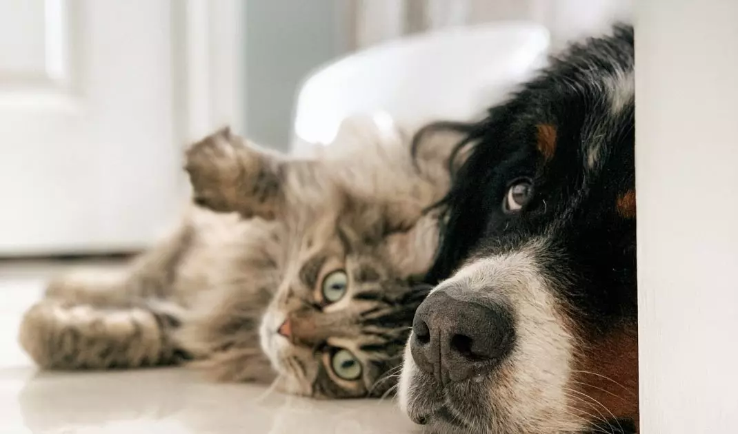 Four-legged friends in the apartment