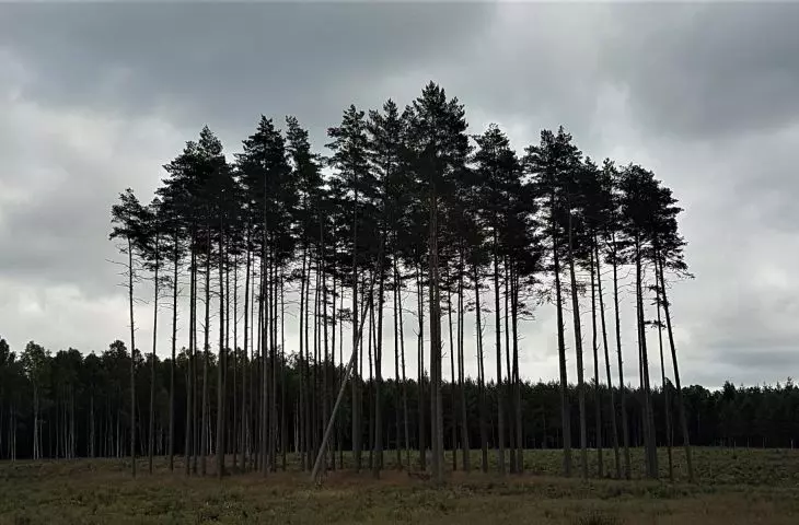 Lasy ochronne wokół miast - do ochrony!