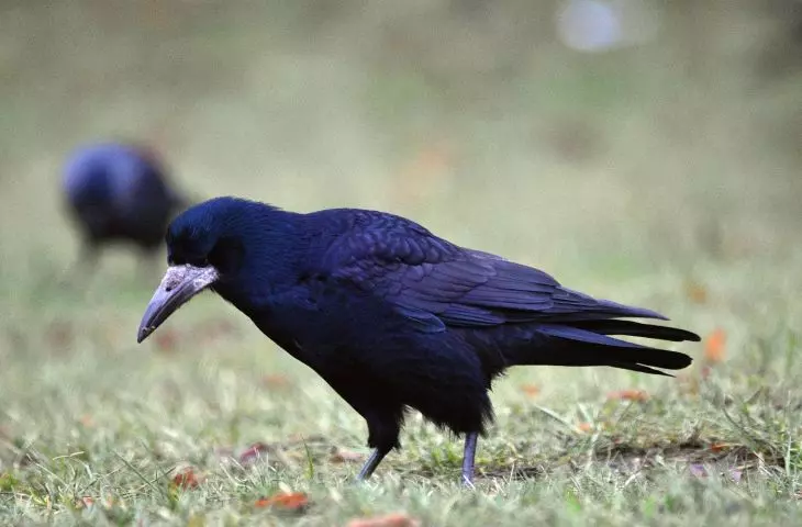 Rooks on wintering at CEMEX Cement Plant in Chelm
