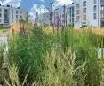 working green in the Beaufort Estate in Foothills