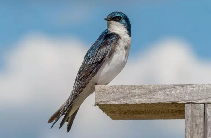 How to protect birds in the city - a conversation with Paweł Wołejsza and Aleksandra Szurlej-Kielanska