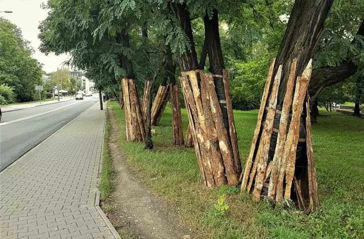 Ochrona zieleni przed planowaną inwestycją drogową, Poznań 2020 r.