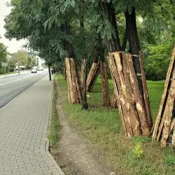Ochrona zieleni przed planowaną inwestycją drogową, Poznań 2020 r.