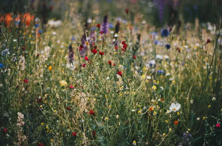 Everything you need to know about flower meadows - an interview with Joanna Rayss