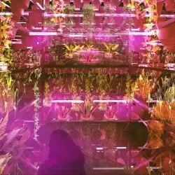 „Greenhouse Silent Disco”