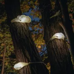 HUBY – wyjątkowe lampy przystosowane do przestrzeni leśnej