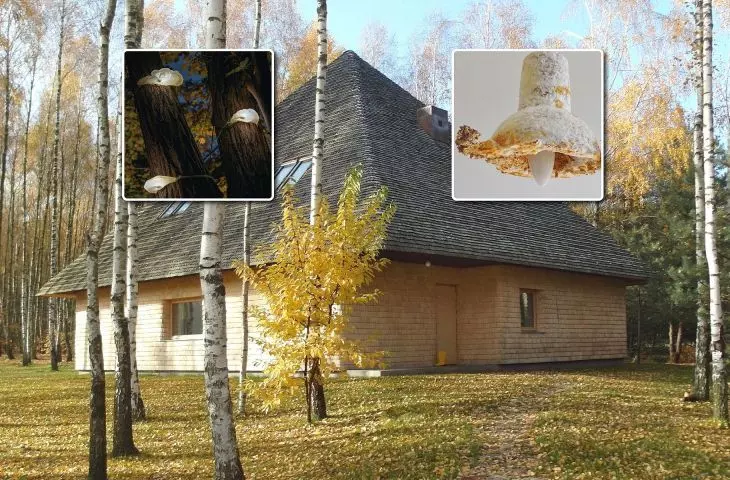 A review of the projects that will appeal to any mushroom player