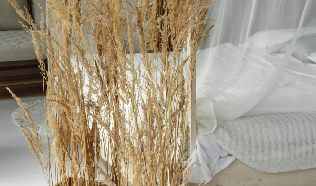 Dried grasses in boxes as interior decoration