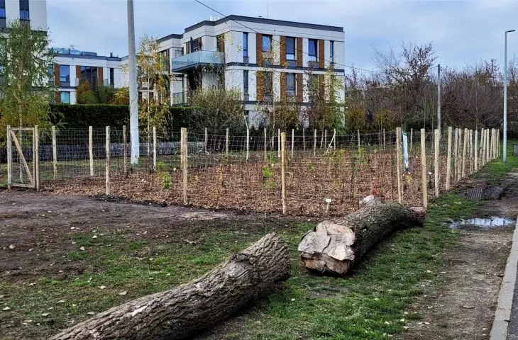 Gęsto, zielono, różnorodnie. Przyrost miejskich lasów kieszonkowych.