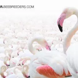 Flamingo Observation Tower