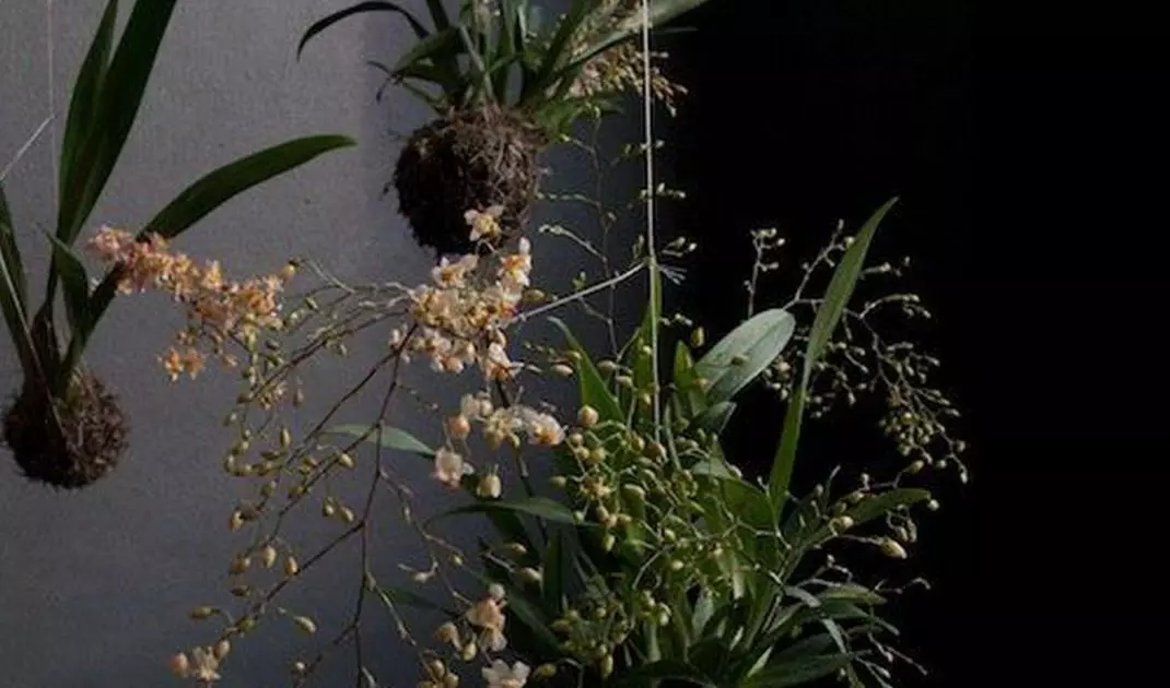 Vertical string gardens