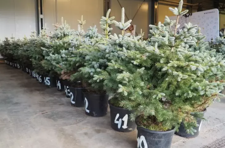 In Gdansk you can rent a Christmas tree! Why is this a good solution?