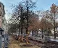 Leszczyny tureckie w ulicy 27 Grudnia w Poznaniu (rząd po lewej)