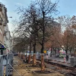 Leszczyny tureckie w ulicy 27 Grudnia w Poznaniu (rząd po lewej)