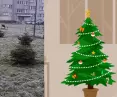 Kraków i Wrocław wprowadzają system odbierania choinek