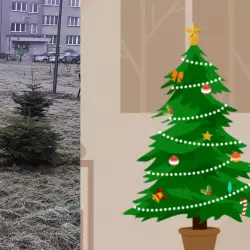 Kraków i Wrocław wprowadzają system odbierania choinek