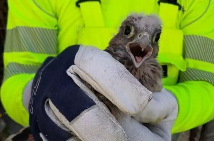 With a visit to Betonowski and Marglowski. What's up with the kestrels at CEMEX Poland's cement plants?