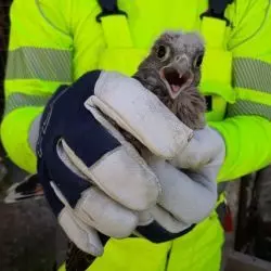 Młoda pustułka
