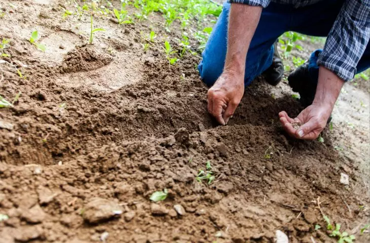 Is guerilla gardening necessary for our cities?